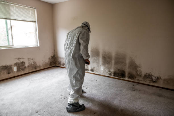 Best Commercial Mold Inspection  in Freeport, NY